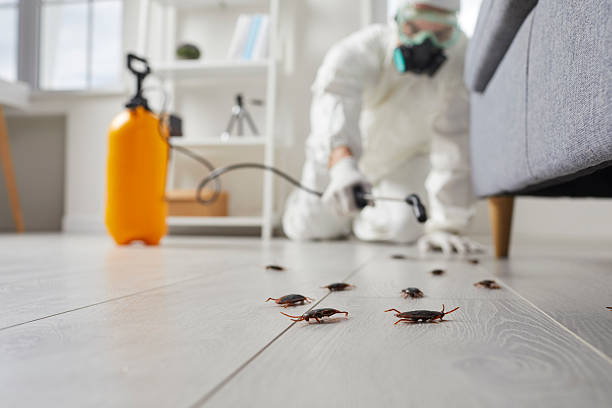 Affordable Termite Control solutions in Naperville, IL